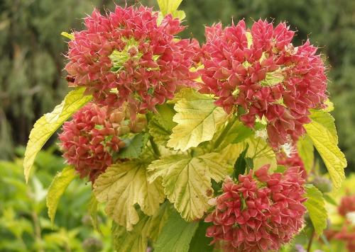 Пузыреплодник желтолистный. 7 лучших сортов пузыреплодника калинолистного