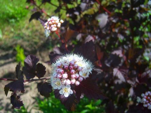 Пузыреплодник желтолистный. 7 лучших сортов пузыреплодника калинолистного