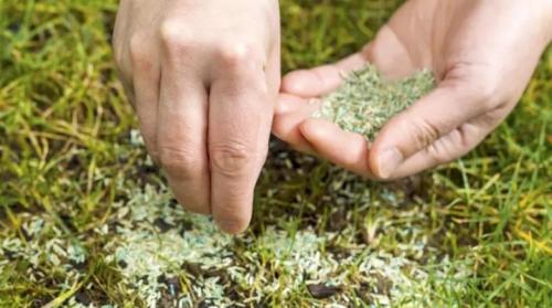 Подсев газона осенью. Как подсеять газон?