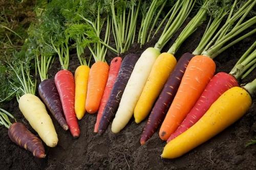 Убирать морковь. Как правильно и когда убирать урожай моркови: сроки и технология сбора