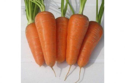 Вкус моркови. Лучшие сорта моркови на 2021 год: самые урожайные, вкусные, сочные, сладкие
