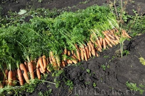 Убирать морковь. Как правильно и когда убирать урожай моркови: сроки и технология сбора