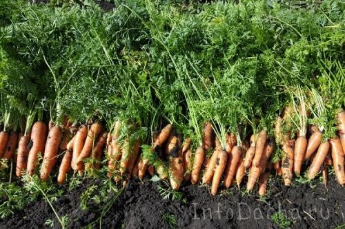 Убирать морковь. Как правильно и когда убирать урожай моркови: сроки и технология сбора