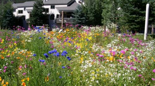 Мавританский газон. Все, что нужно знать о мавританском газоне