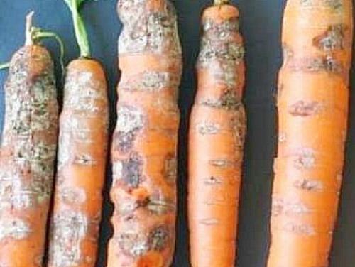 Дефекты моркови. Навигация по записям