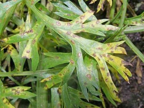 Дефекты моркови. Навигация по записям