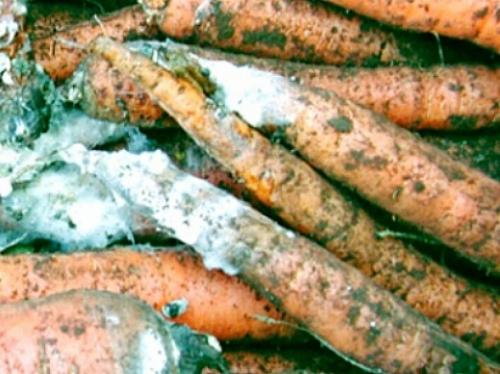 Дефекты моркови. Навигация по записям