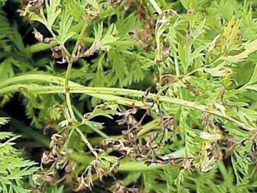 Дефекты моркови. Навигация по записям