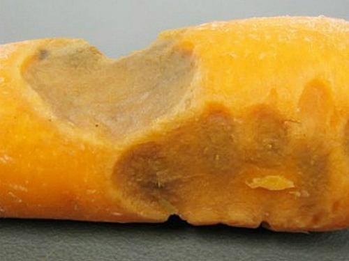 Дефекты моркови. Навигация по записям