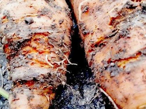 Дефекты моркови. Навигация по записям