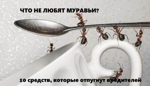 Как избавиться от лесных и садовых муравьев на дачном участке: эффективные методы Как избавиться от лесных и садовых муравьев на дачном участке: эффективные методы