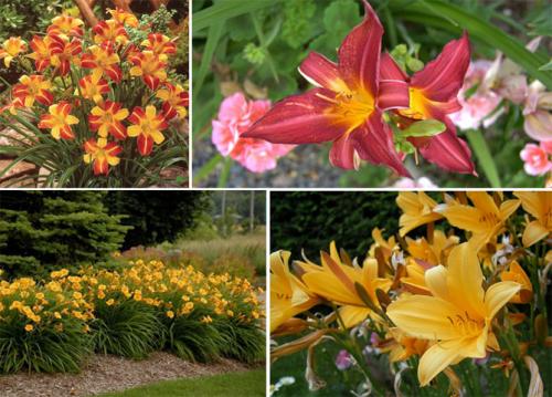 Лилейник из пакета. Лилейники в открытом грунте – посадка, уход, размножение, фото цветов