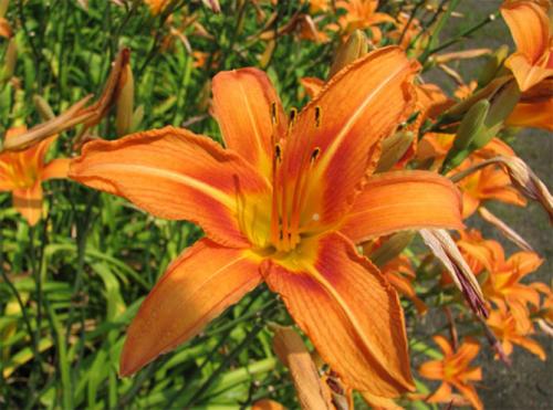 Лилейник из пакета. Лилейники в открытом грунте – посадка, уход, размножение, фото цветов