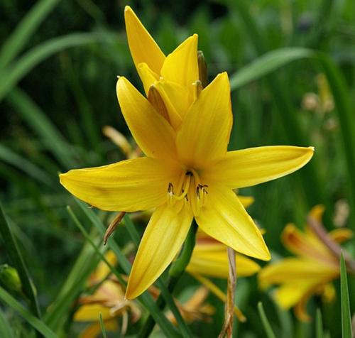 Лилейник из пакета. Лилейники в открытом грунте – посадка, уход, размножение, фото цветов