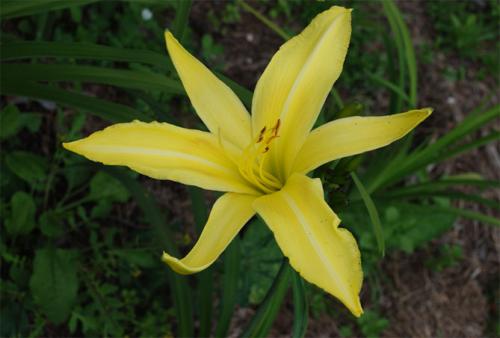 Лилейник из пакета. Лилейники в открытом грунте – посадка, уход, размножение, фото цветов