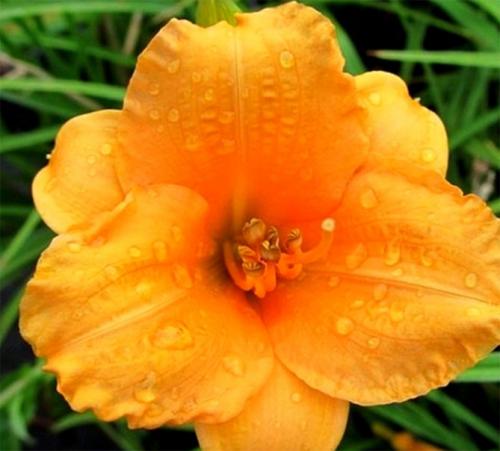 Лилейник из пакета. Лилейники в открытом грунте – посадка, уход, размножение, фото цветов