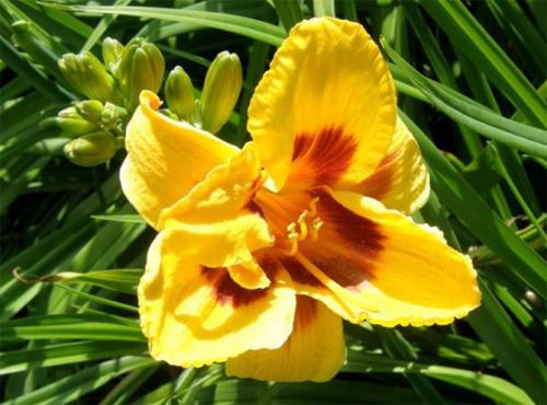 Лилейник из пакета. Лилейники в открытом грунте – посадка, уход, размножение, фото цветов