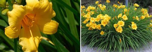 Лилейник из пакета. Лилейники в открытом грунте – посадка, уход, размножение, фото цветов