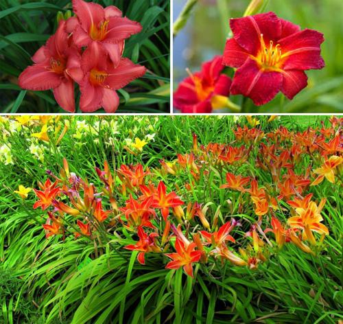 Лилейник из пакета. Лилейники в открытом грунте – посадка, уход, размножение, фото цветов