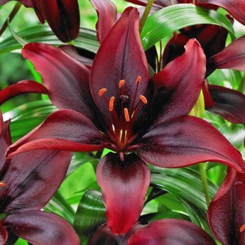 Как обеспечить оптимальную освещенность для лилий после пересадки. Материалы и приспособления