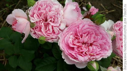 Розы французской селекции. Роскошные француженки. Розы Гийо-Массад, Мейян, Дельбар