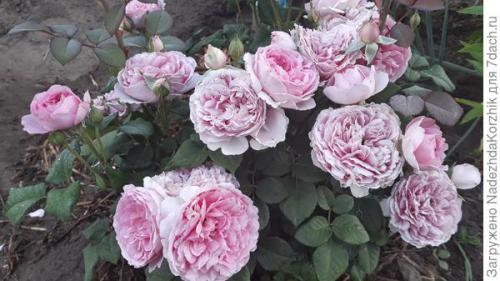Розы французской селекции. Роскошные француженки. Розы Гийо-Массад, Мейян, Дельбар