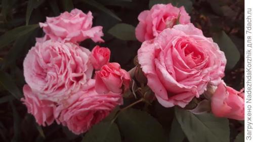 Розы французской селекции. Роскошные француженки. Розы Гийо-Массад, Мейян, Дельбар