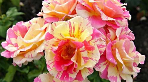 Розы новинки 2019. НОВЫЕ РОЗЫ Д. ОСТИНА 2022/2019 17 Розы новинки 2019. НОВЫЕ РОЗЫ Д. ОСТИНА 2022/2019 17