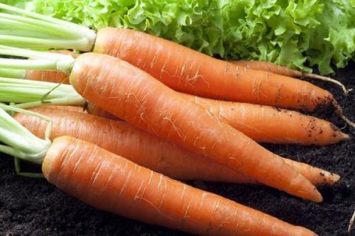 Морковь ранняя сладкая. 57 популярных сортов моркови