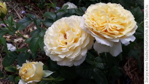 Розы французской селекции. Роскошные француженки. Розы Гийо-Массад, Мейян, Дельбар