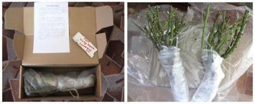 Хорошие питомники роз. В поисках хороших саженцев роз тестирую новый питомник