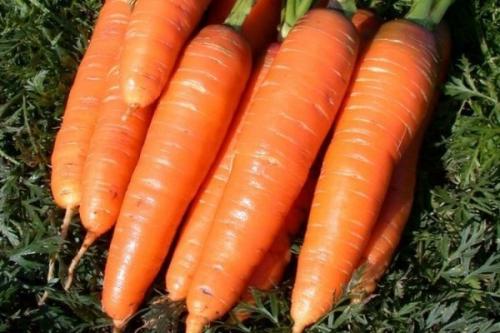 Морковь ранняя сладкая. 57 популярных сортов моркови