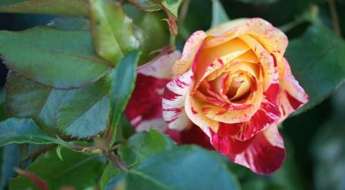 Розы новинки 2019. НОВЫЕ РОЗЫ Д. ОСТИНА 2022/2019 19 Розы новинки 2019. НОВЫЕ РОЗЫ Д. ОСТИНА 2022/2019 19