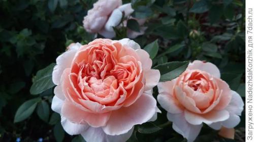 Розы французской селекции. Роскошные француженки. Розы Гийо-Массад, Мейян, Дельбар