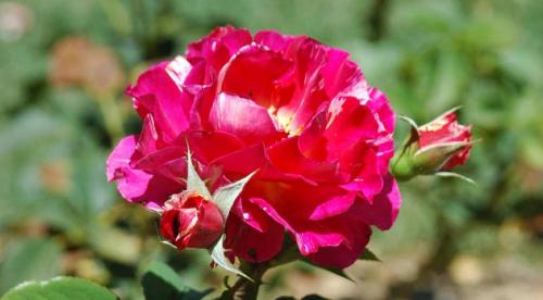 Розы новинки 2019. НОВЫЕ РОЗЫ Д. ОСТИНА 2022/2019 16 Розы новинки 2019. НОВЫЕ РОЗЫ Д. ОСТИНА 2022/2019 16