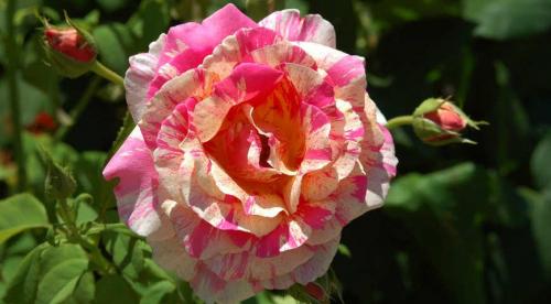 Розы новинки 2019. НОВЫЕ РОЗЫ Д. ОСТИНА 2022/2019 18 Розы новинки 2019. НОВЫЕ РОЗЫ Д. ОСТИНА 2022/2019 18