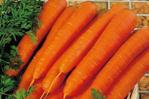 Морковь ранняя сладкая. 57 популярных сортов моркови