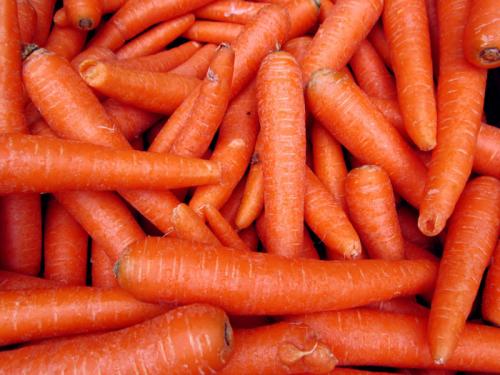 Короткие сорта моркови. Ранние сорта