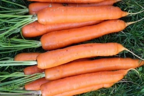 Морковь ранняя сладкая. 57 популярных сортов моркови