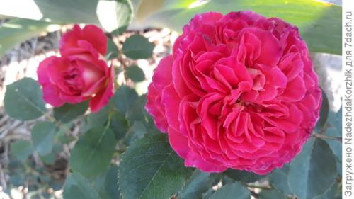 Розы французской селекции. Роскошные француженки. Розы Гийо-Массад, Мейян, Дельбар