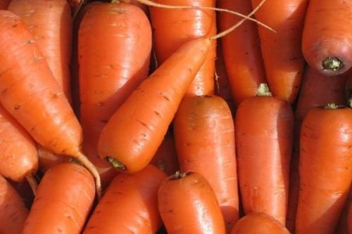 Морковь ранняя сладкая. 57 популярных сортов моркови