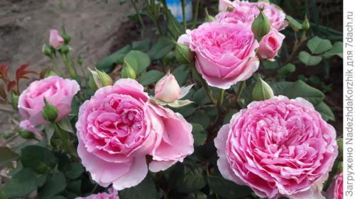 Розы французской селекции. Роскошные француженки. Розы Гийо-Массад, Мейян, Дельбар