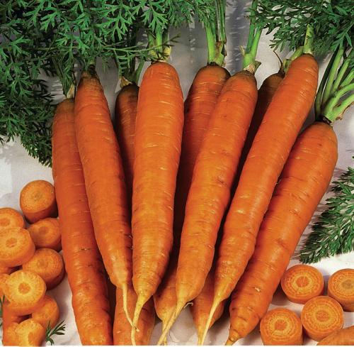 Короткие сорта моркови. Ранние сорта