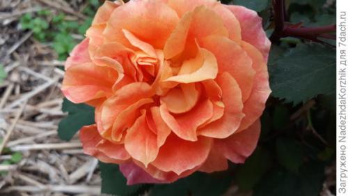 Розы французской селекции. Роскошные француженки. Розы Гийо-Массад, Мейян, Дельбар