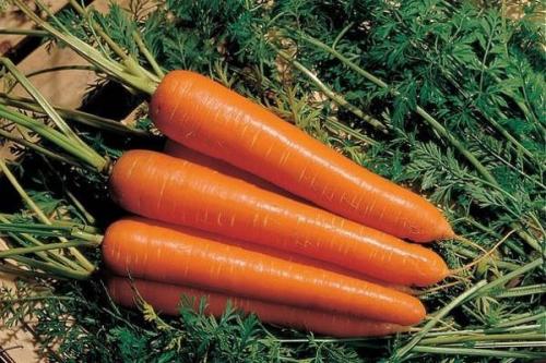 Морковь ранняя сладкая. 57 популярных сортов моркови