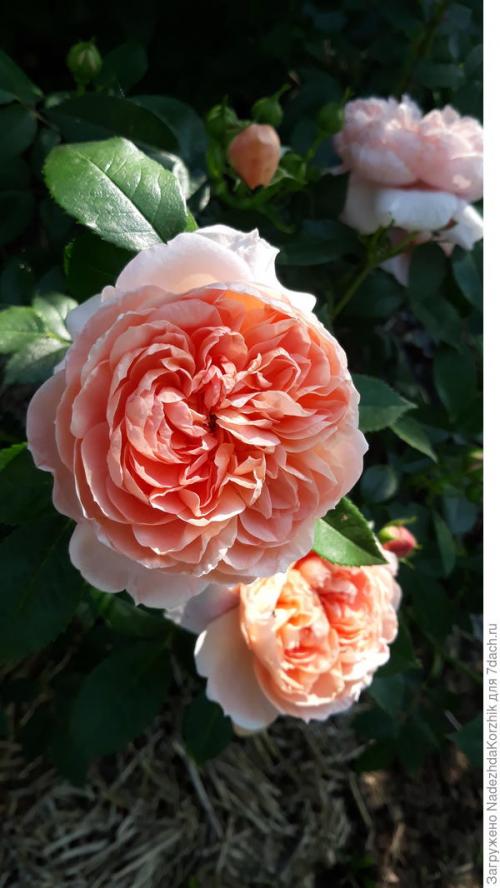 Розы французской селекции. Роскошные француженки. Розы Гийо-Массад, Мейян, Дельбар