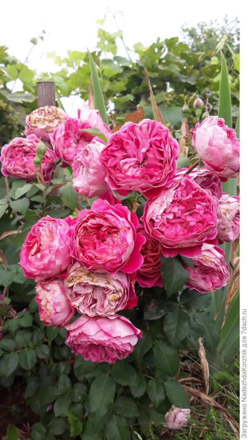 Розы французской селекции. Роскошные француженки. Розы Гийо-Массад, Мейян, Дельбар