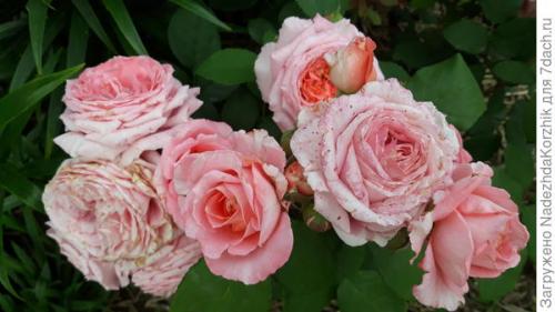 Розы французской селекции. Роскошные француженки. Розы Гийо-Массад, Мейян, Дельбар