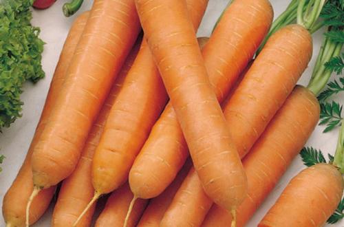Короткие сорта моркови. Ранние сорта