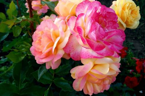 Розы новые сорта. Все виды роз с указанием лучших сортов от А до Я